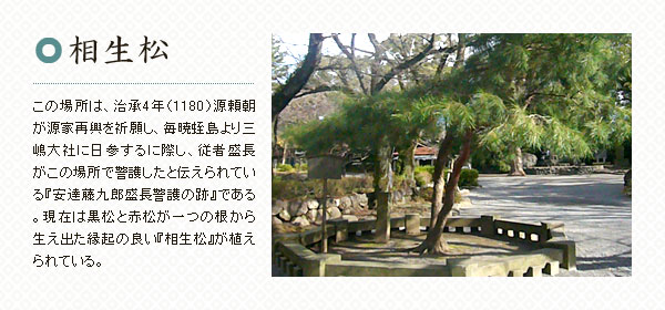 相生松